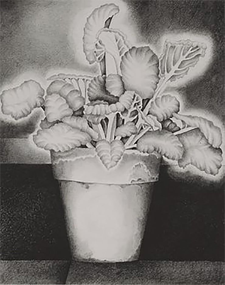 African Violet (Tetraptych) #1 - JULIA D'ARCY